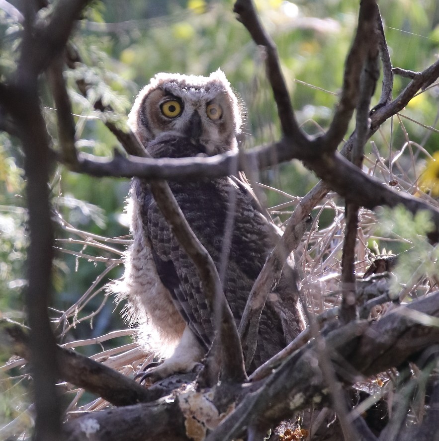 Great Horned Owl - ML618196472