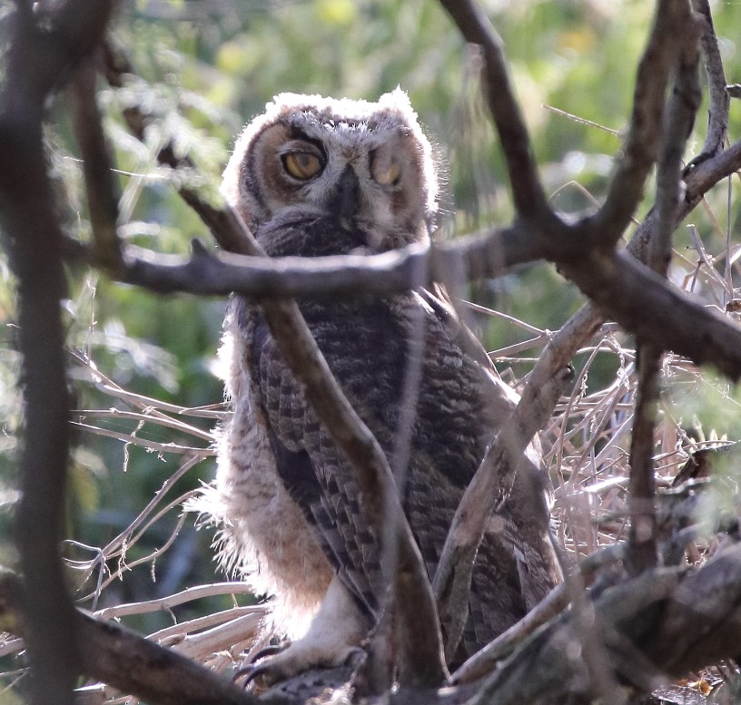 Great Horned Owl - ML618196473