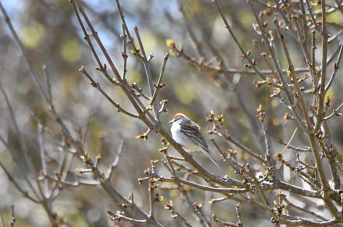 Chipping Sparrow - ML618196486