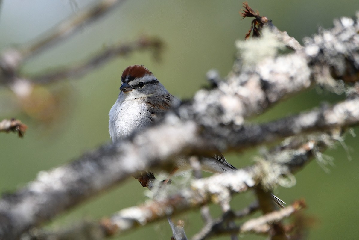 Chipping Sparrow - ML618196493