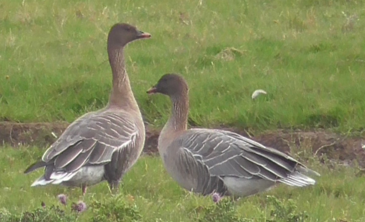 Pink-footed Goose - ML618196507