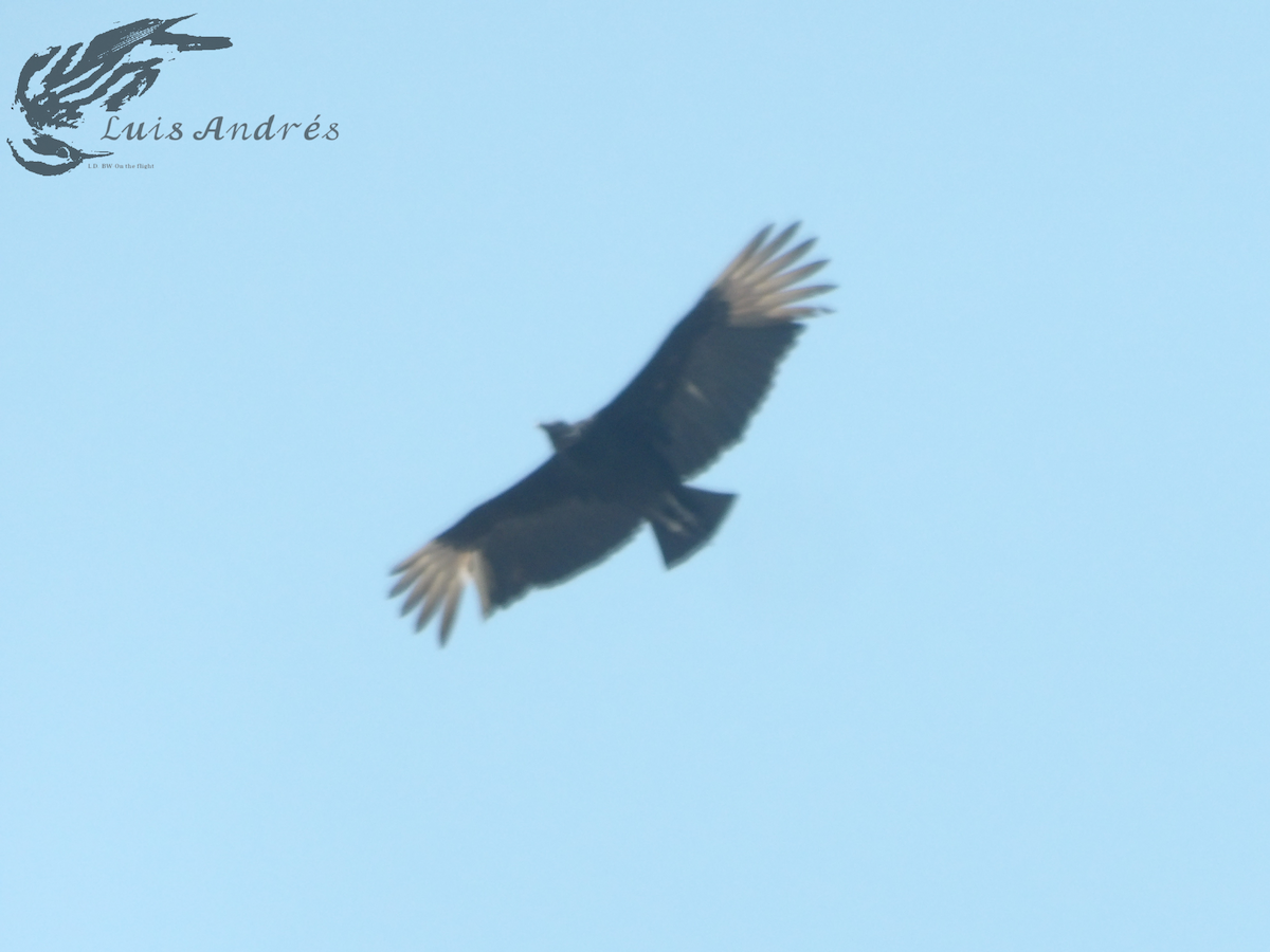 Black Vulture - ML618196559