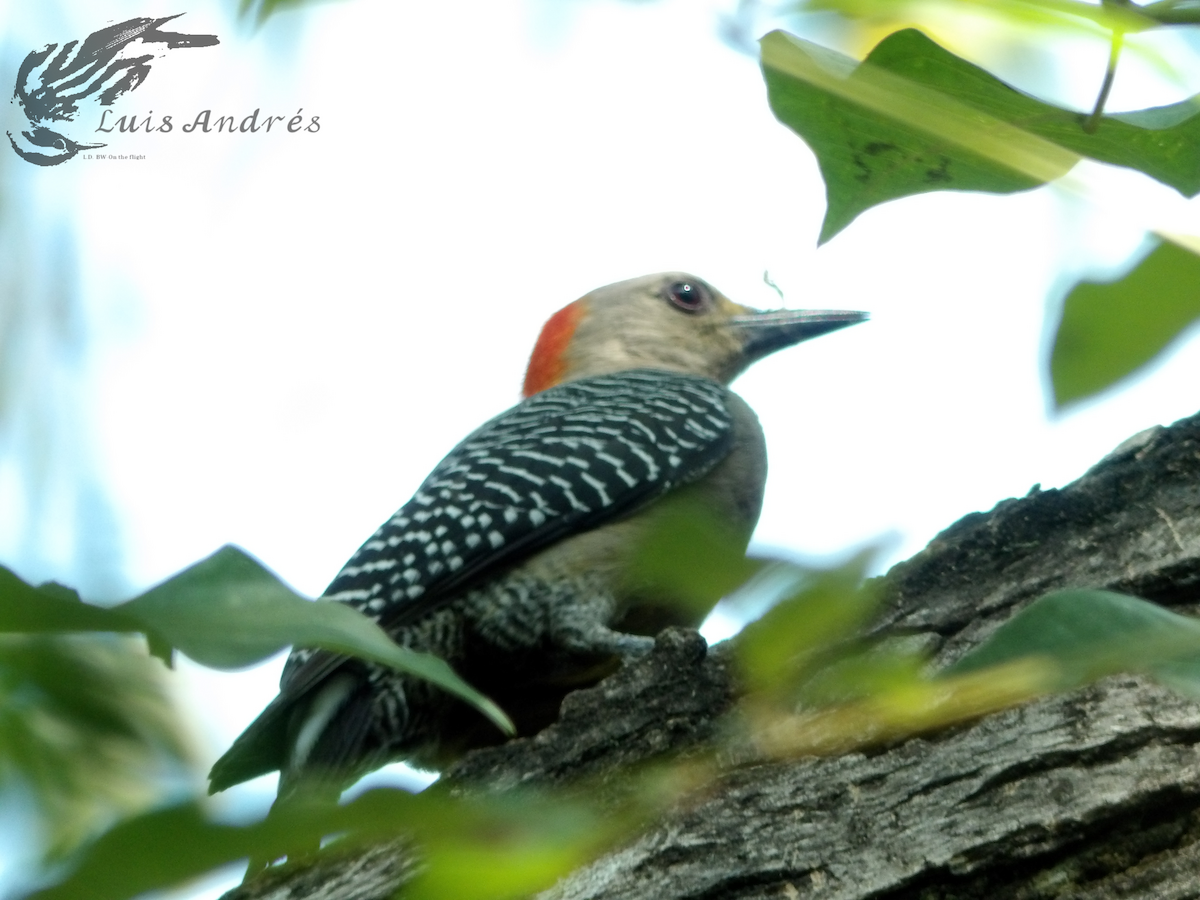 Golden-fronted Woodpecker (Velasquez's) - ML618196568