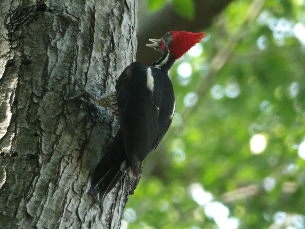 Lineated Woodpecker (Lineated) - ML618196572