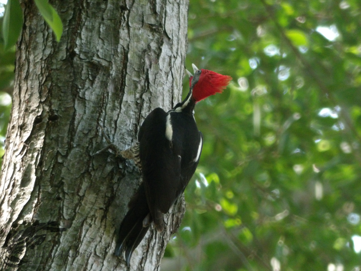 Lineated Woodpecker (Lineated) - ML618196573
