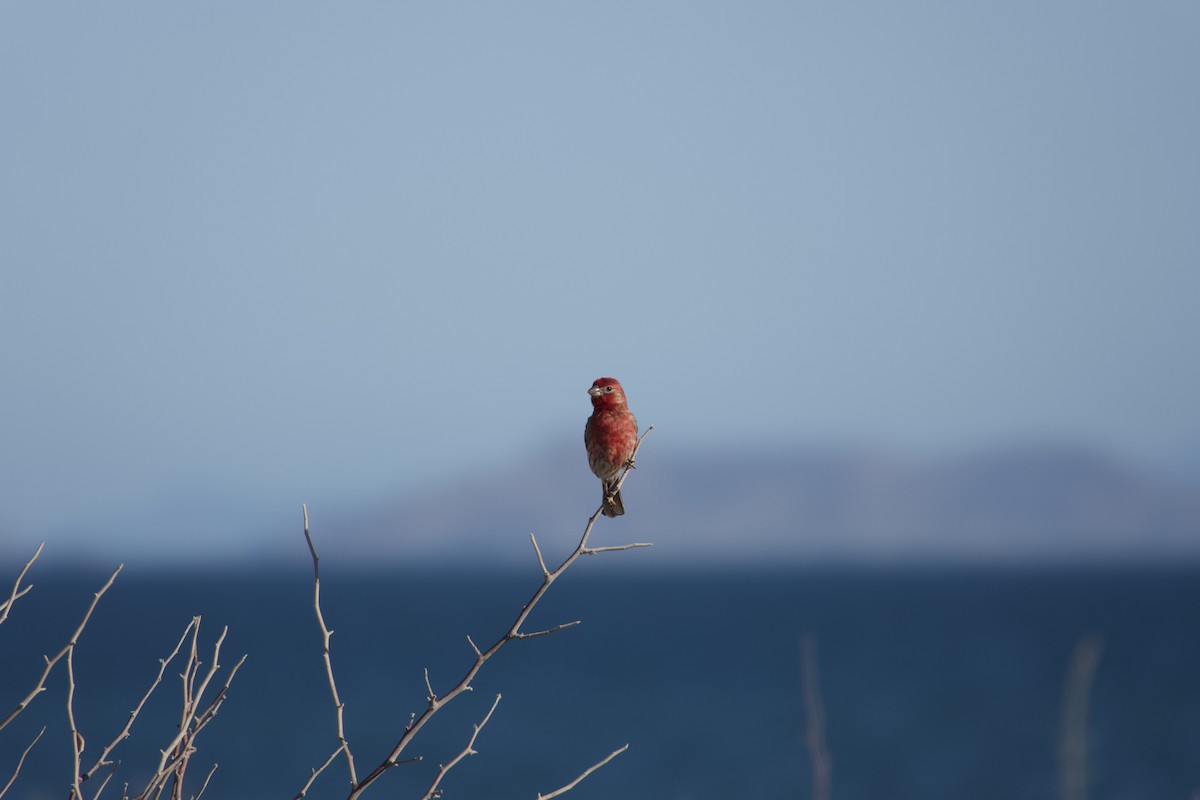House Finch - Don Rodriguez
