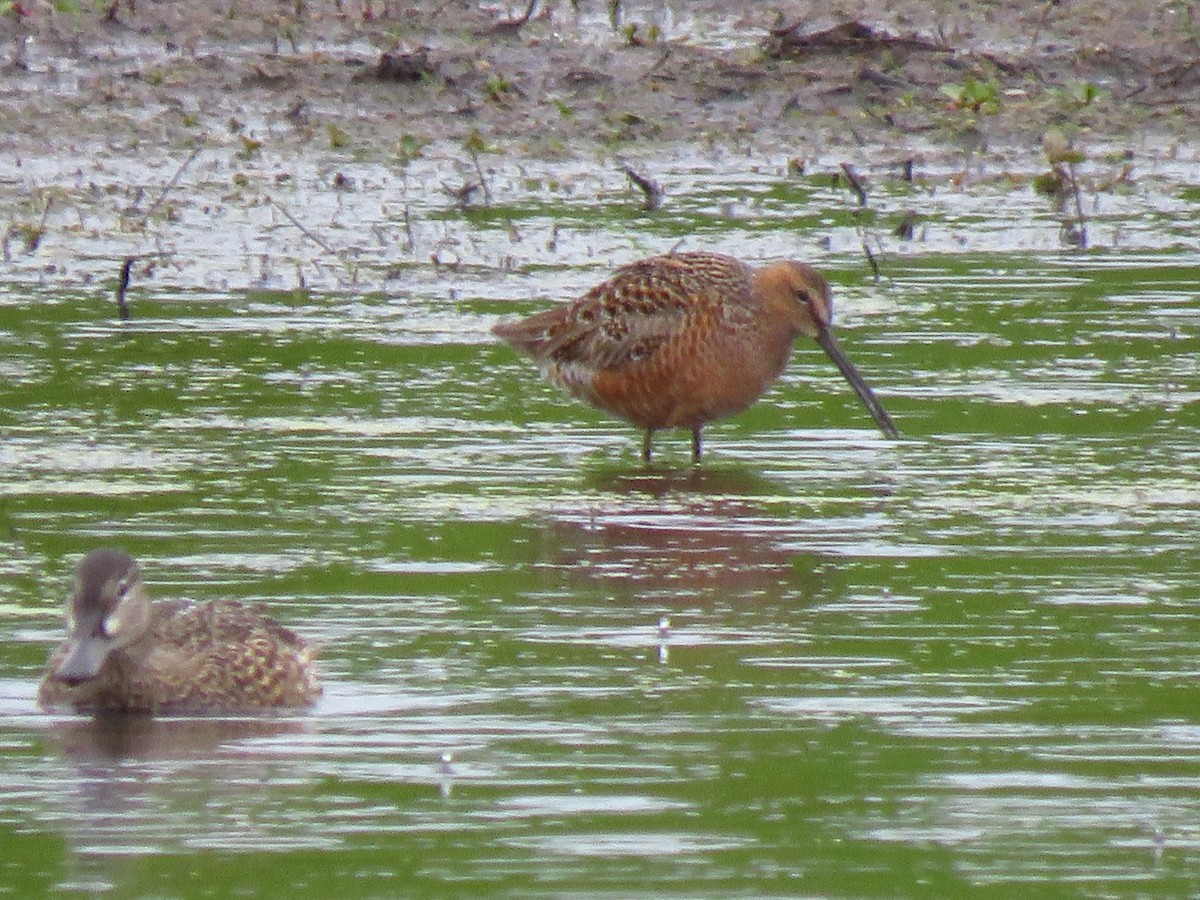 Long-billed Dowitcher - ML618196617