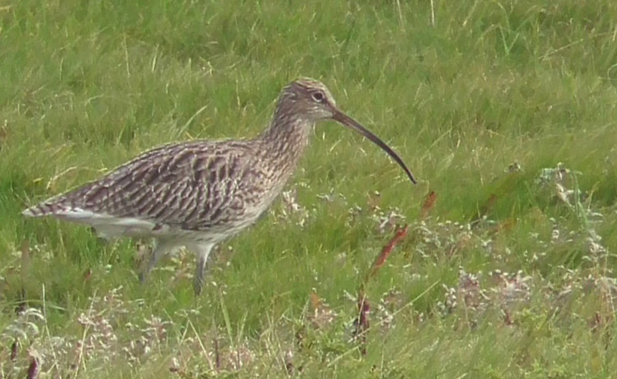Eurasian Curlew - Christopher Bourne