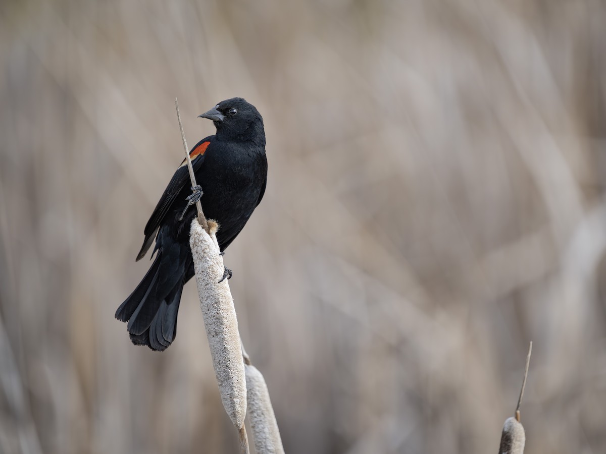 Red-winged Blackbird - Colin Koerselman