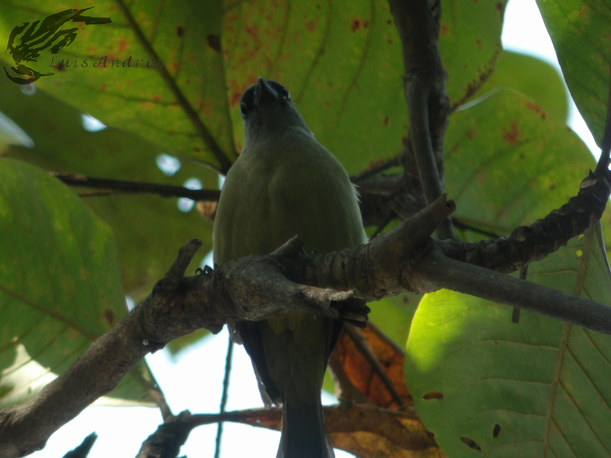 Yellow-winged Tanager - ML618196627