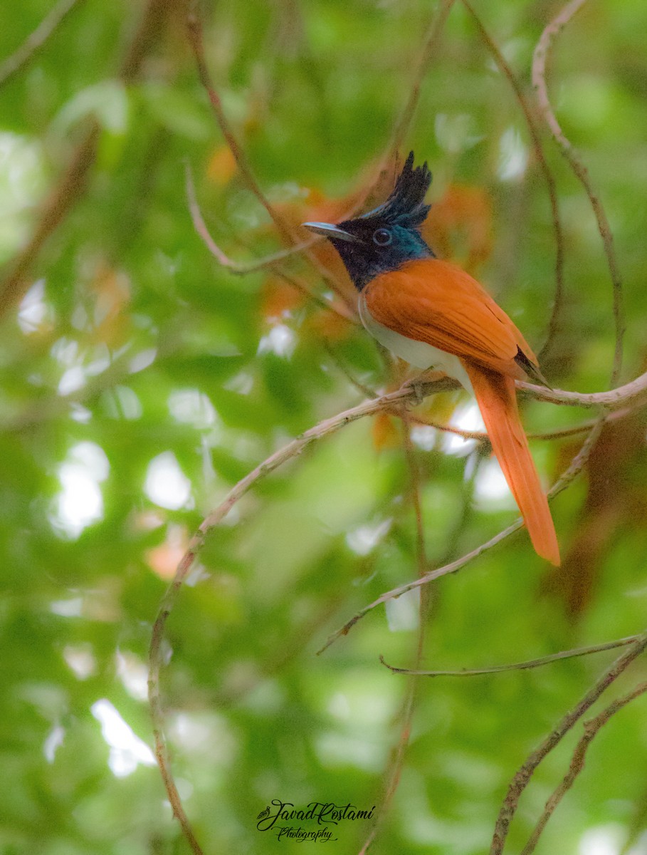 Indian Paradise-Flycatcher - Mohamad javad Rostami ahmadvandi
