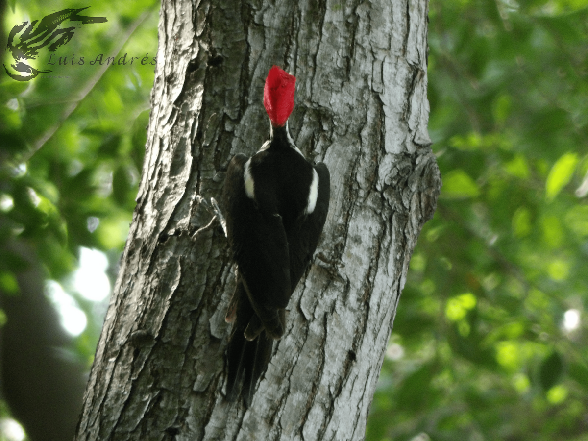 Lineated Woodpecker (Lineated) - Luis Cuevas Romero