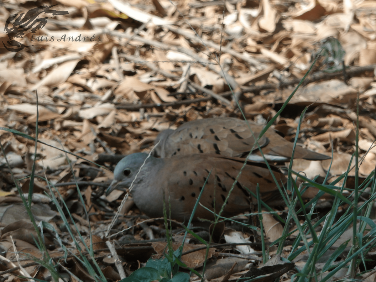 Ruddy Ground Dove - ML618196643