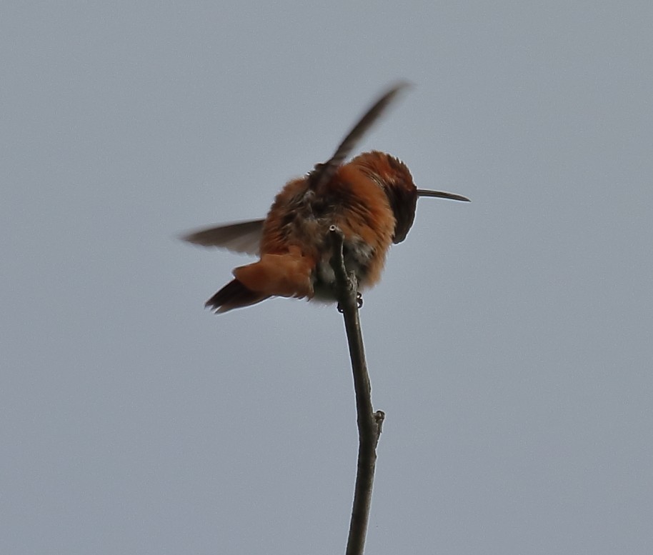 Allen's Hummingbird - Larry Edwards