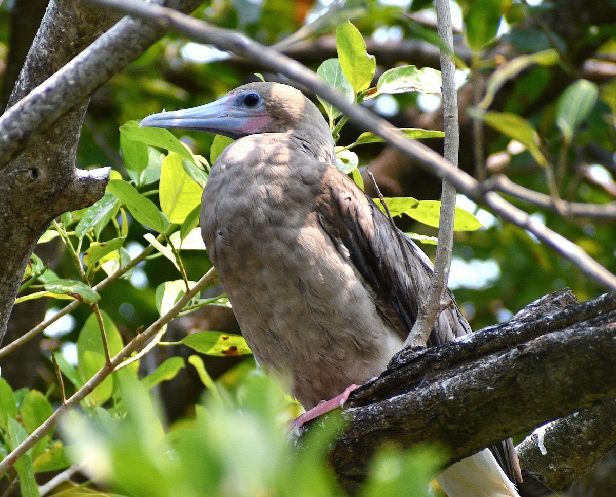 Red-footed Booby - ML618196695