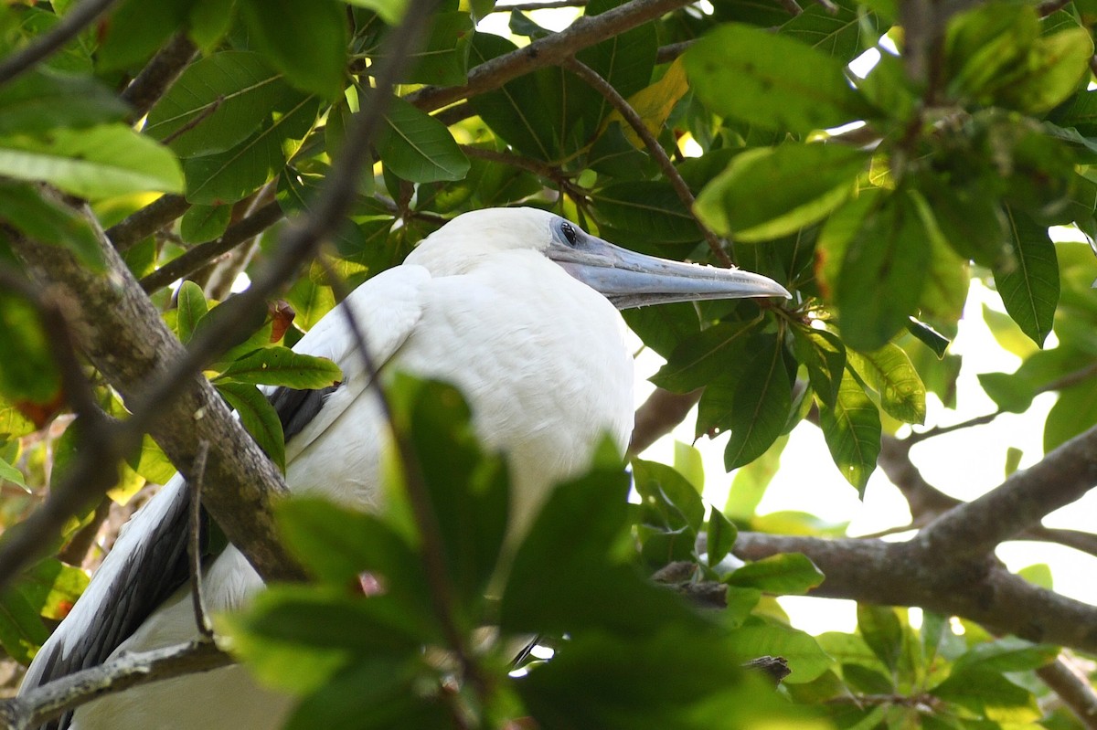 Red-footed Booby - ML618196697