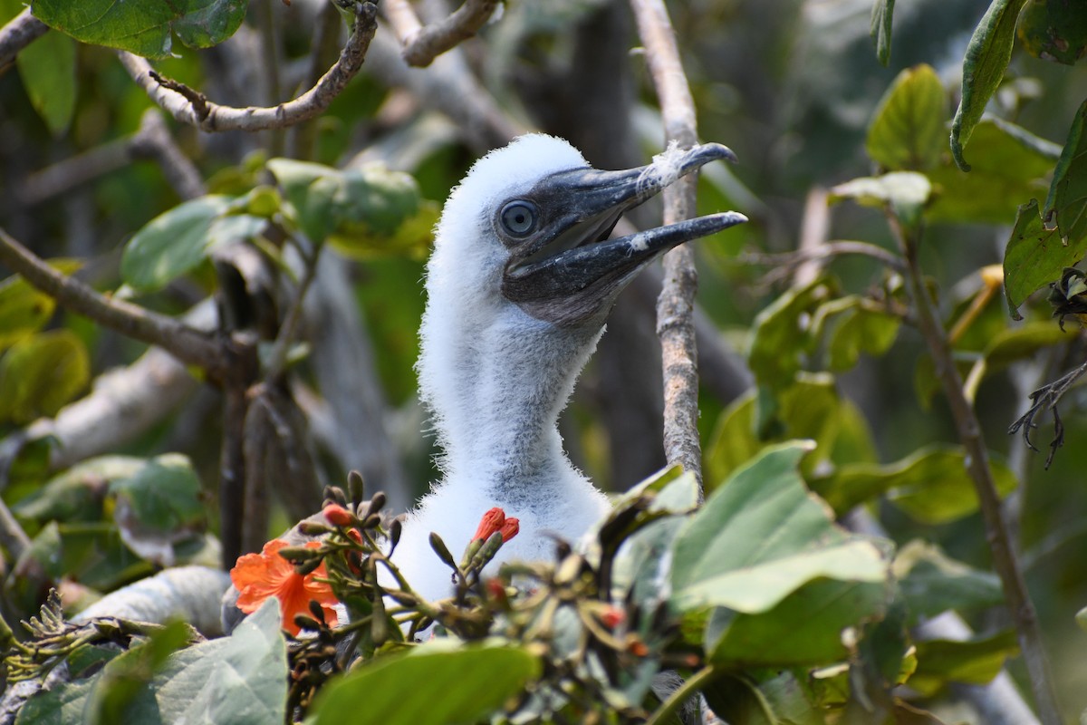 Red-footed Booby - ML618196720