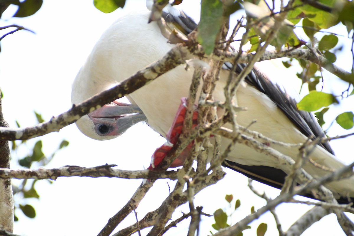 Red-footed Booby - ML618196725