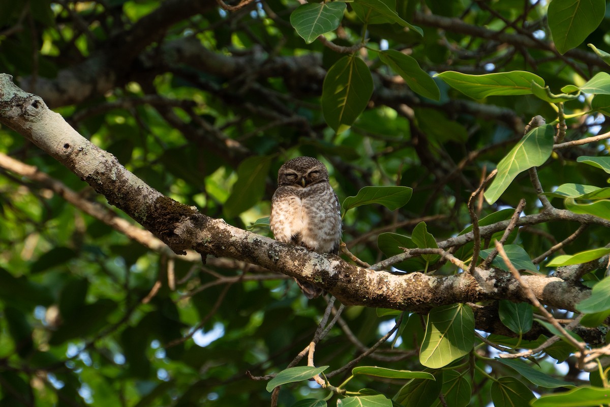 Spotted Owlet - Rohit Kokil