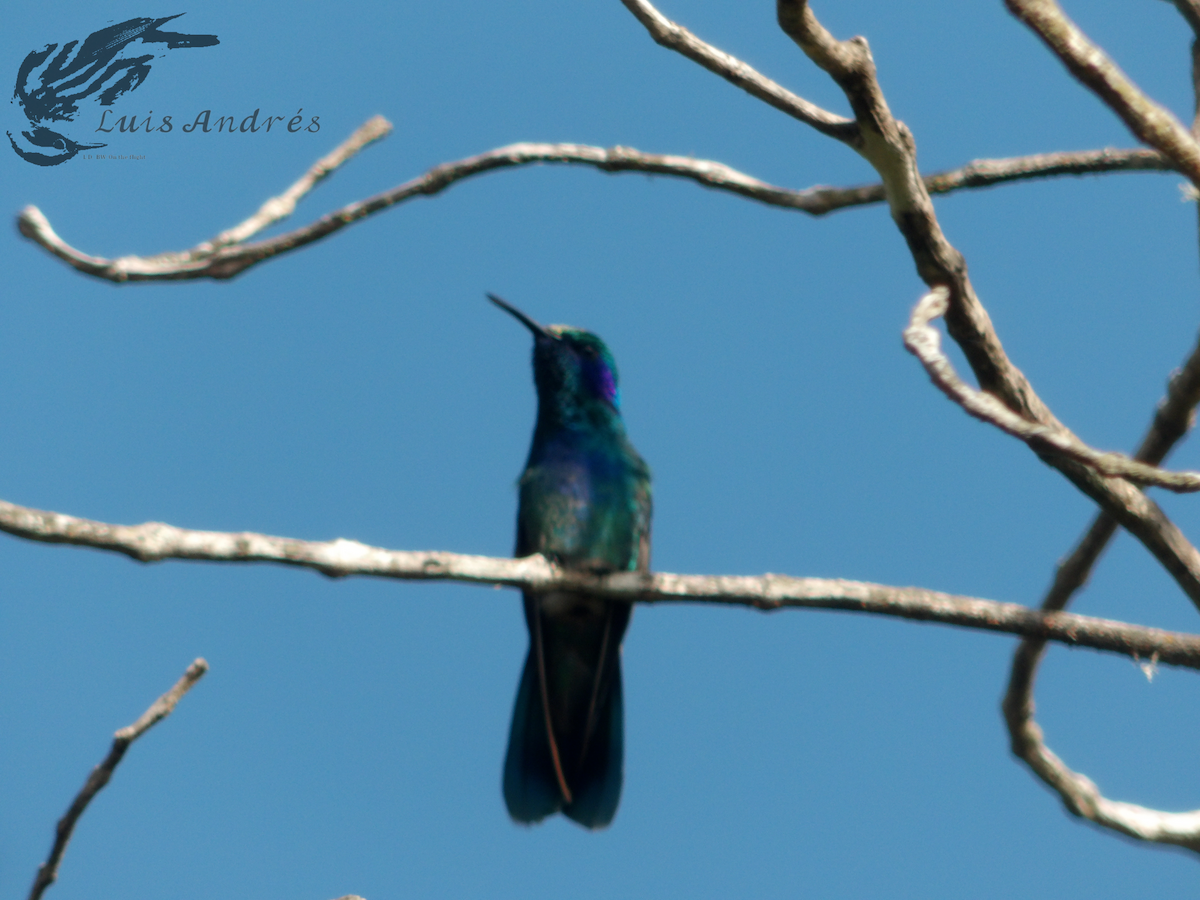 kolibřík zelený - ML618196764