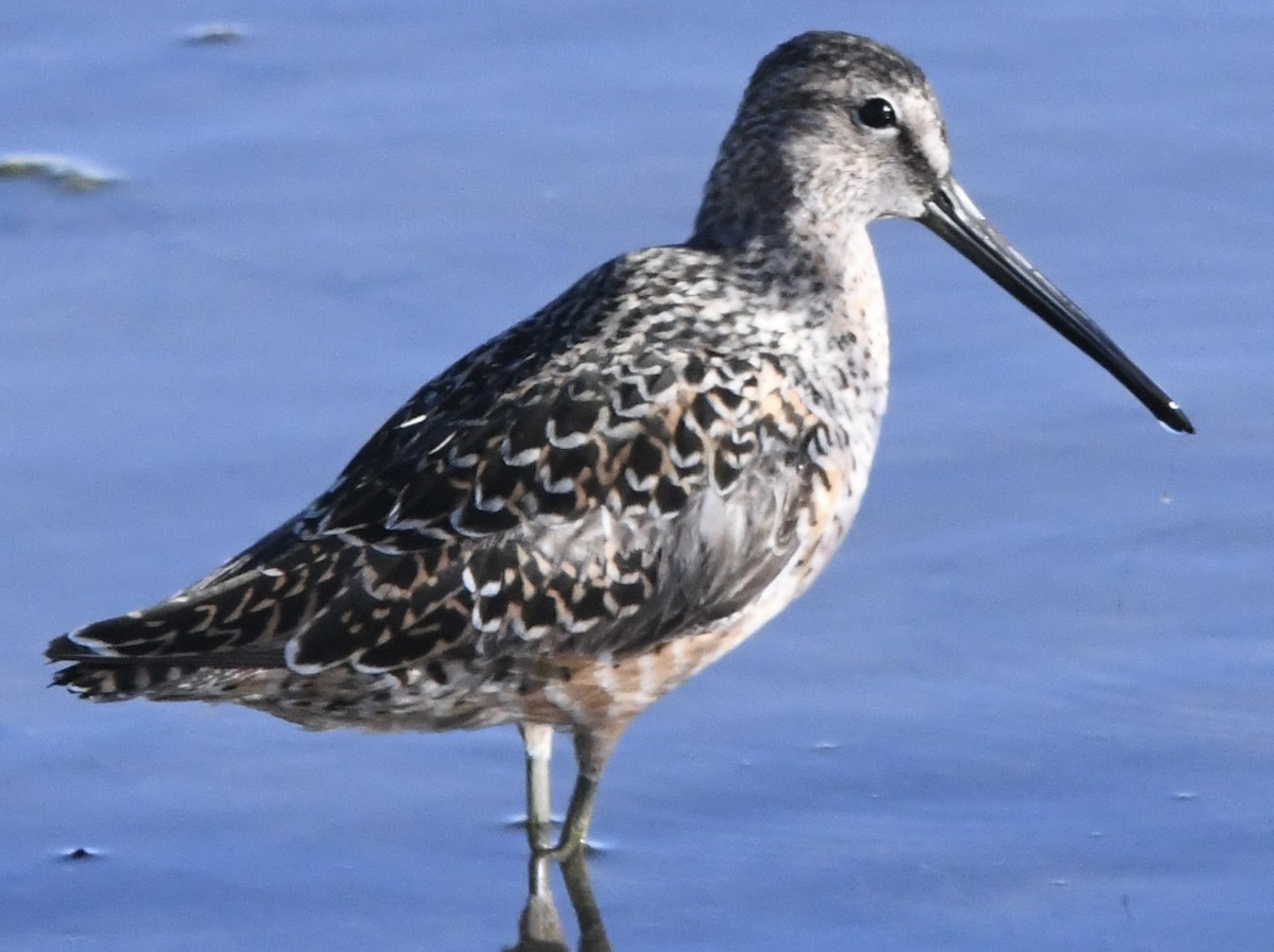Long-billed Dowitcher - ML618196792
