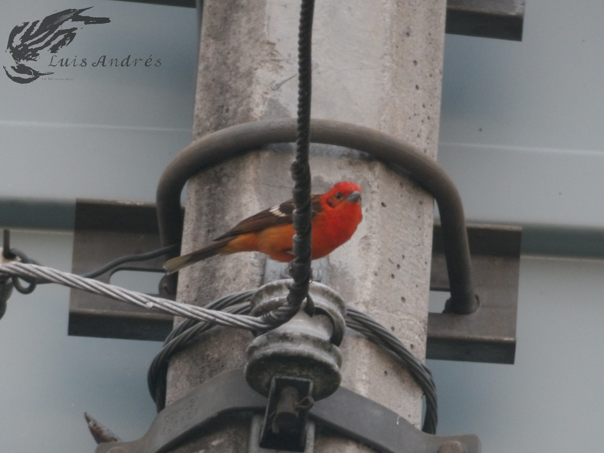 Flame-colored Tanager - Luis Cuevas Romero