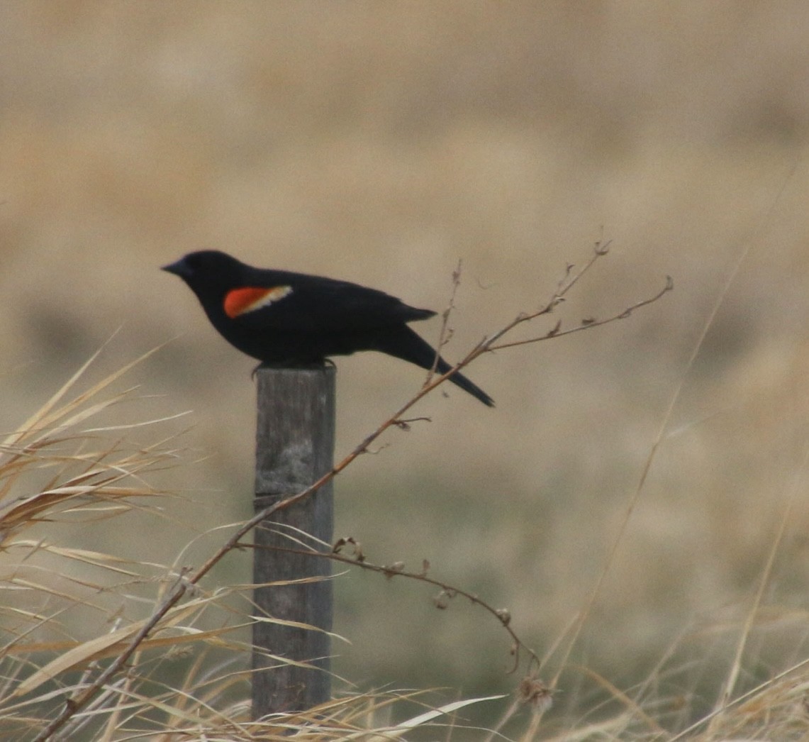 Red-winged Blackbird - ML618196805