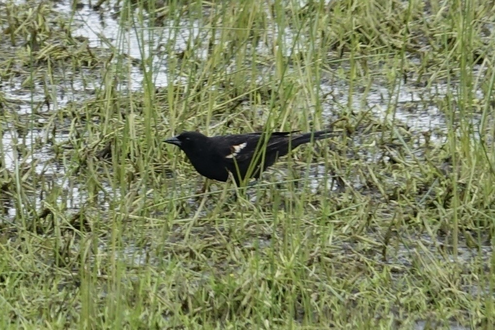Tricolored Blackbird - Lorin Wilkerson