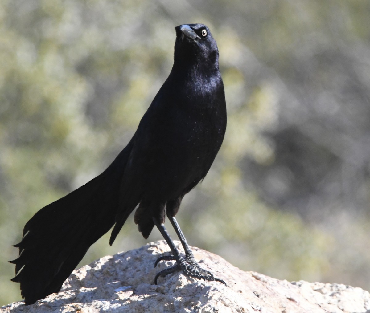 Great-tailed Grackle - ML618196824