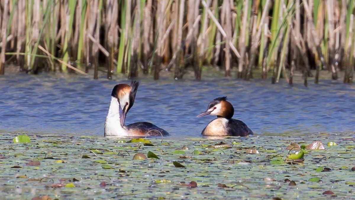 Great Crested Grebe - Milan Martic