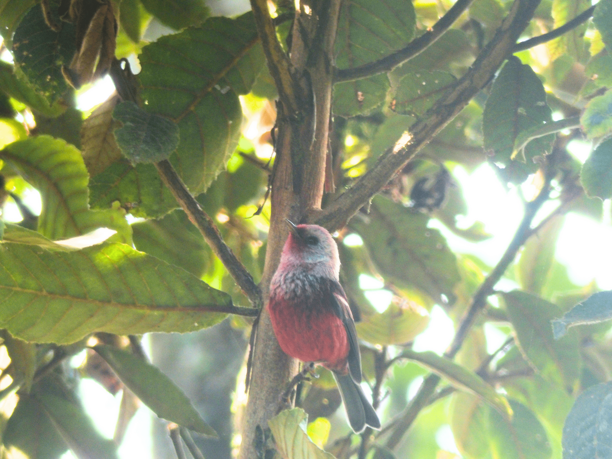 Pink-headed Warbler - ML618196877