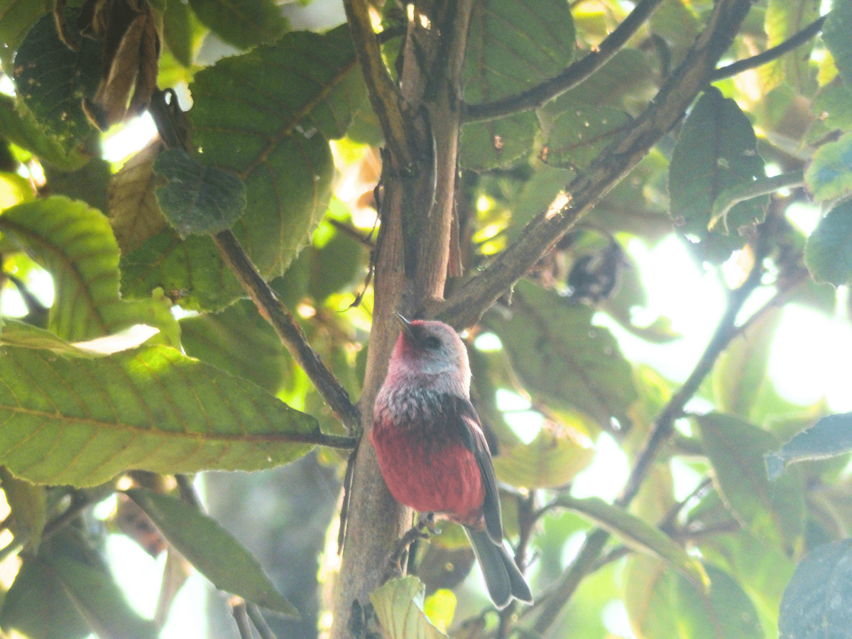 Pink-headed Warbler - Luis Cuevas Romero