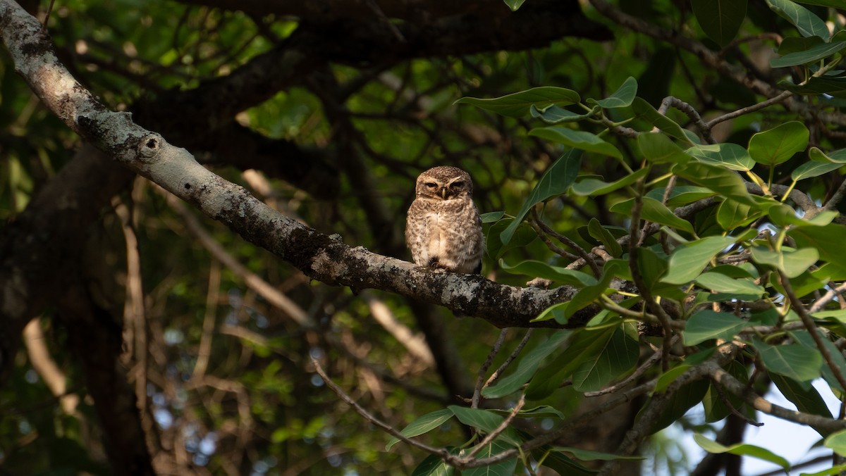 Spotted Owlet - ML618196908