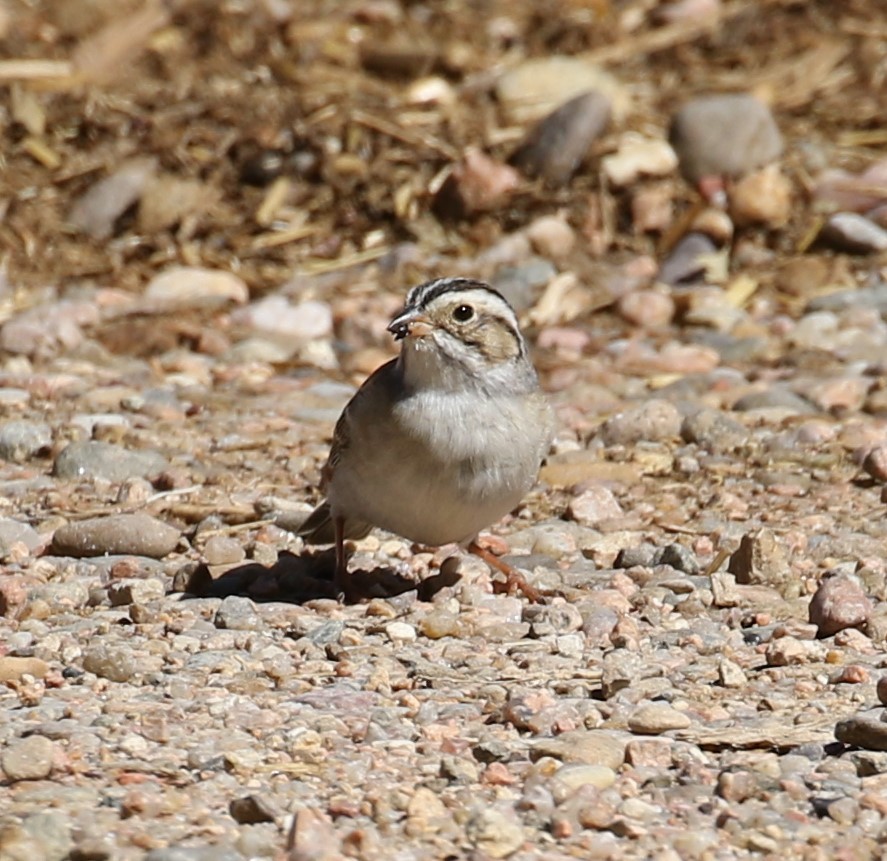 Clay-colored Sparrow - Jane Stulp