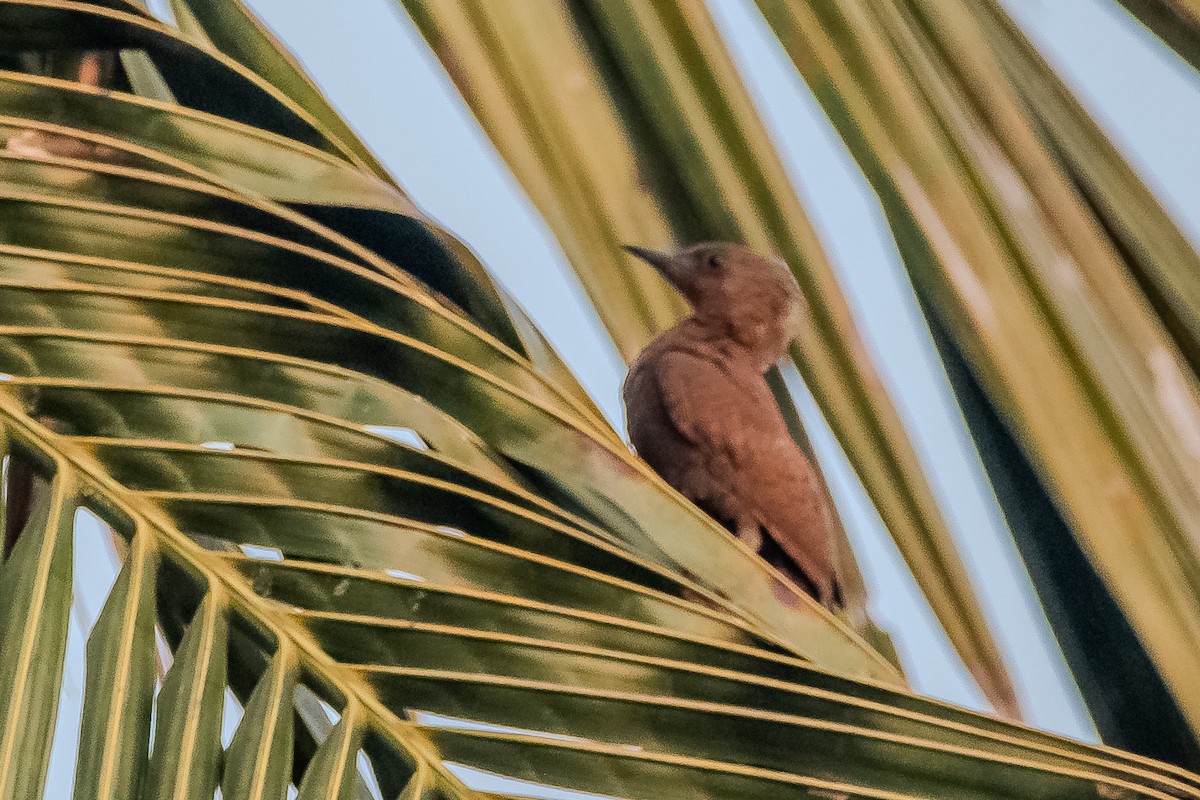 Rufous Woodpecker - Bharatendra Singh Parihar