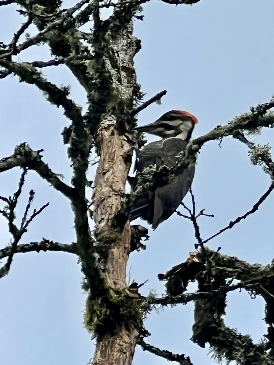 Pileated Woodpecker - ML618197066