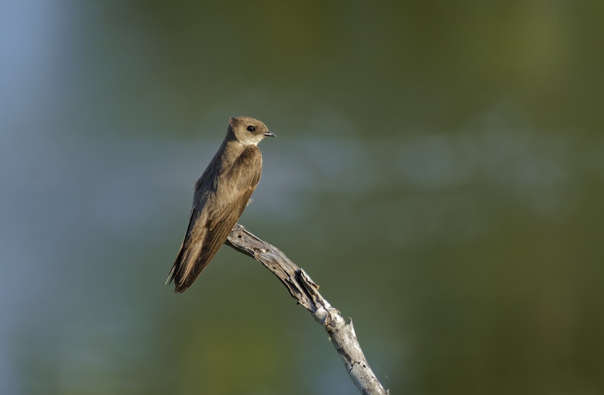 Northern Rough-winged Swallow - Ben Rippley