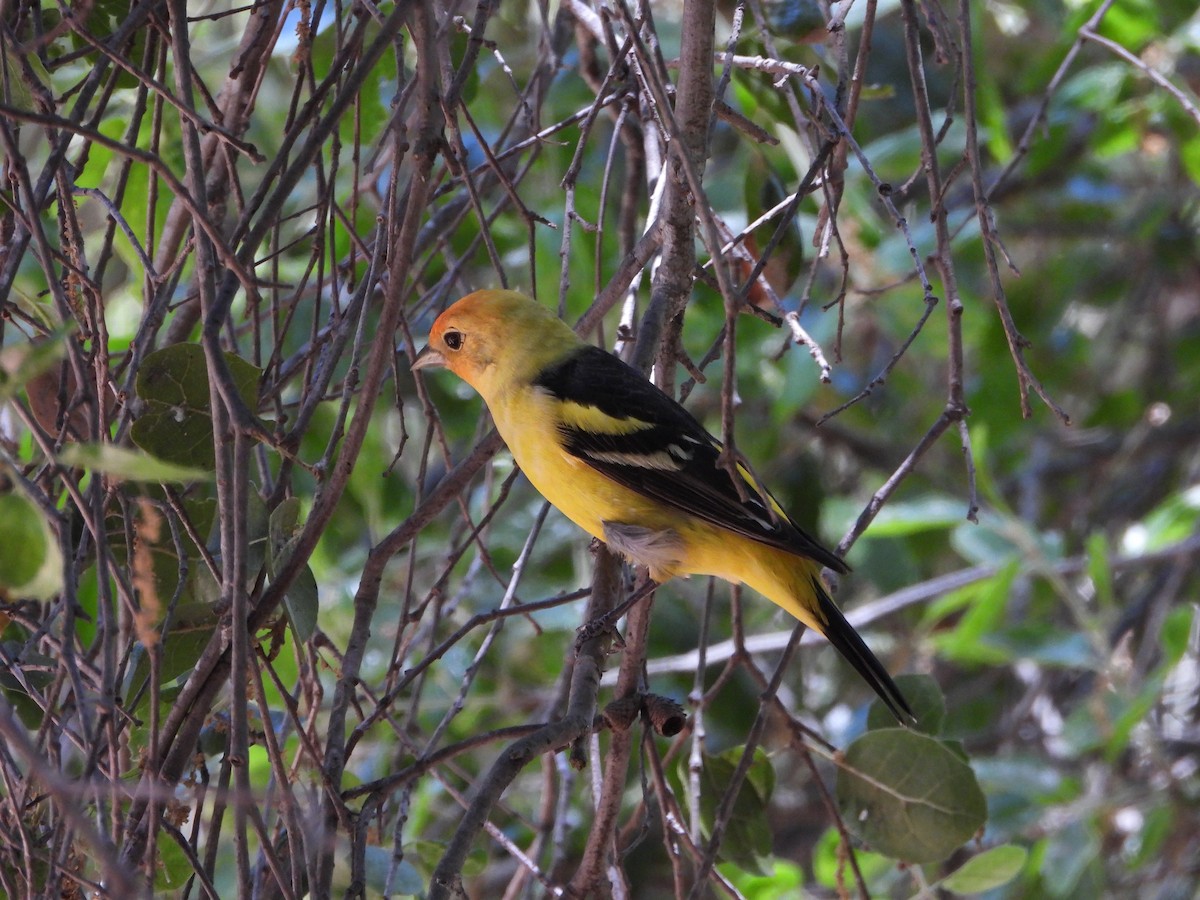 Western Tanager - ML618197069