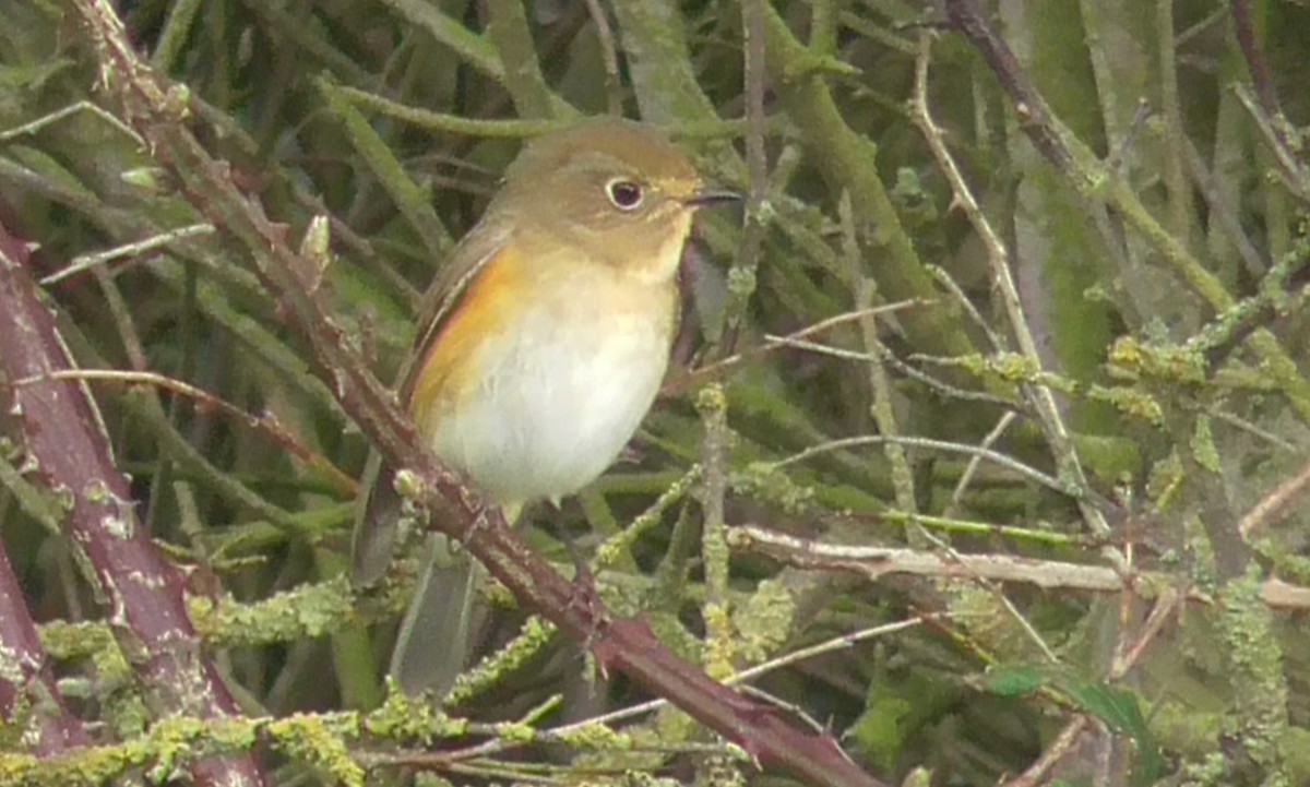 Red-flanked Bluetail - ML618197102