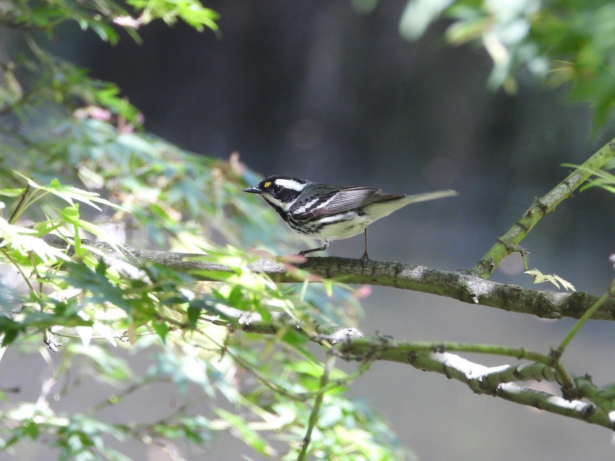 Black-throated Gray Warbler - Dorian Charnis