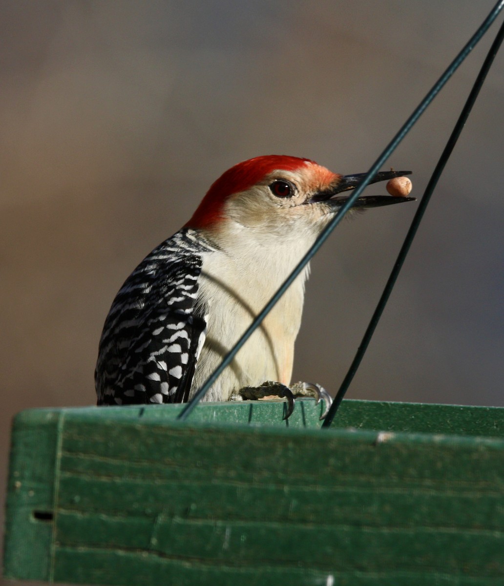 Red-bellied Woodpecker - John "Jay" Walko