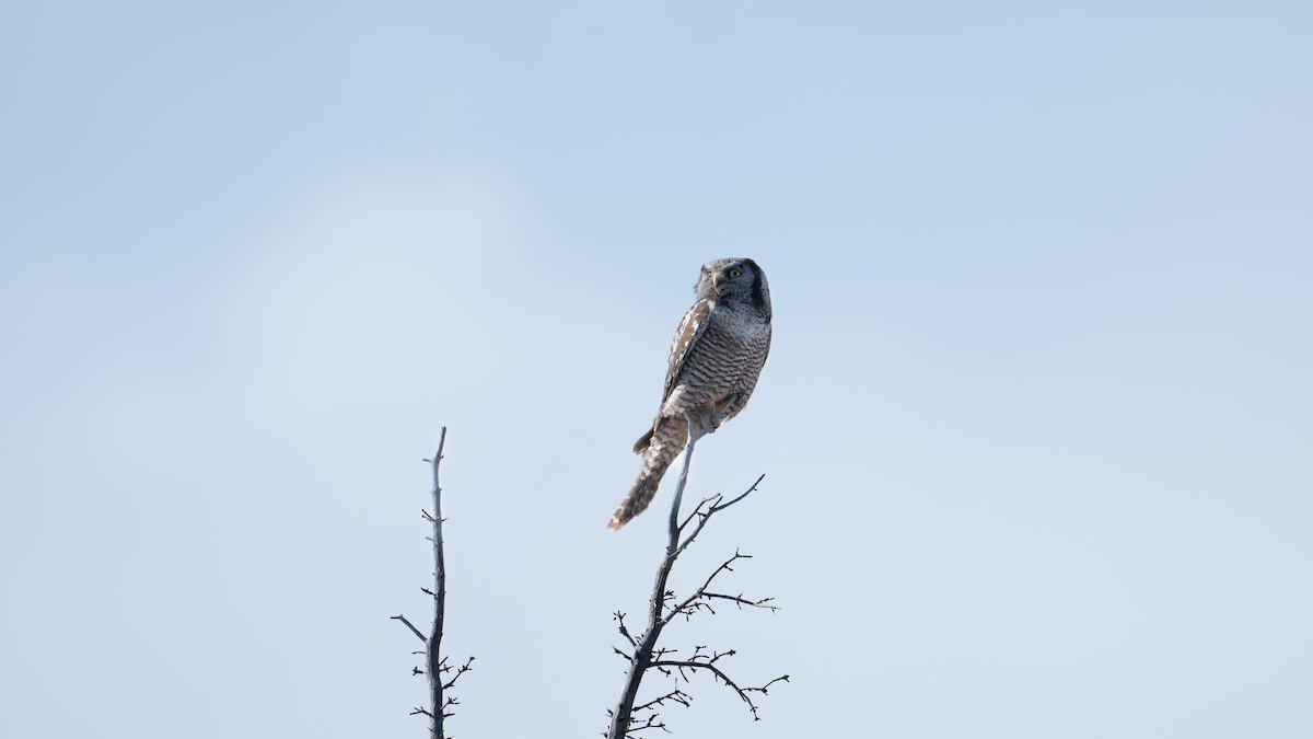 Northern Hawk Owl - Aaron Barker