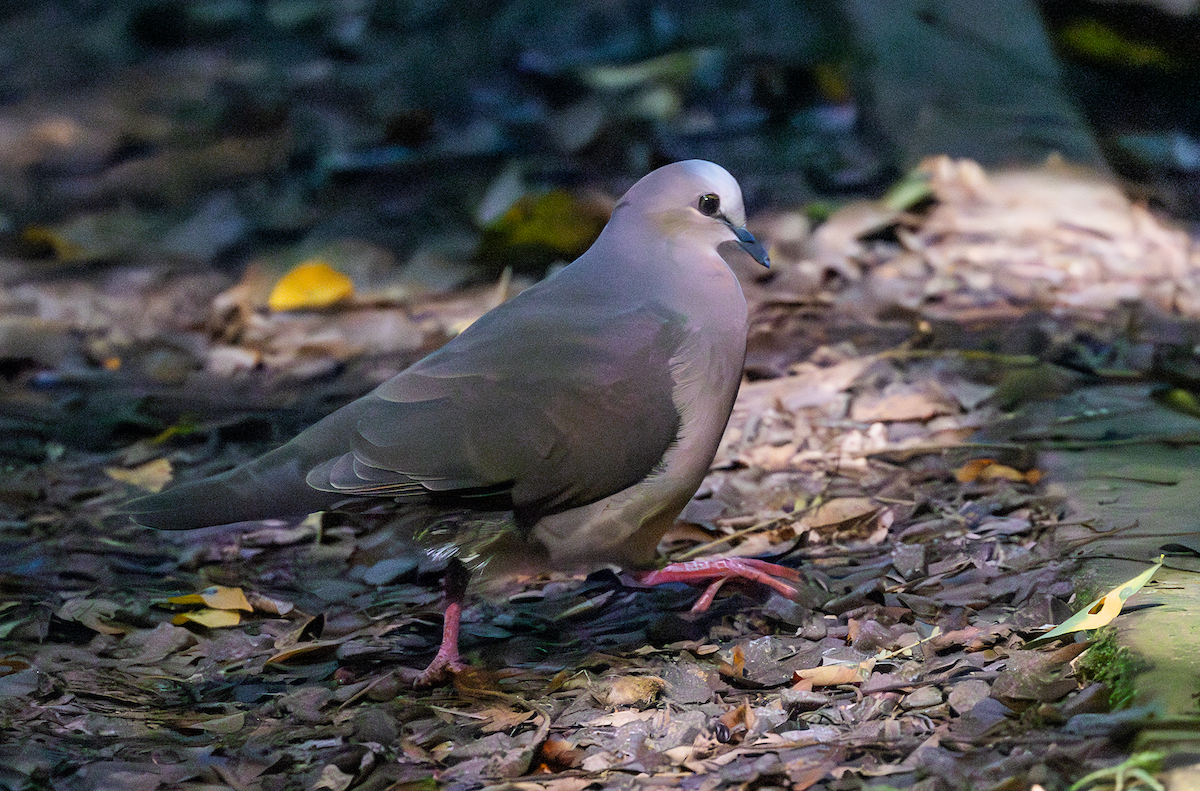 Gray-fronted Dove - ML618197195
