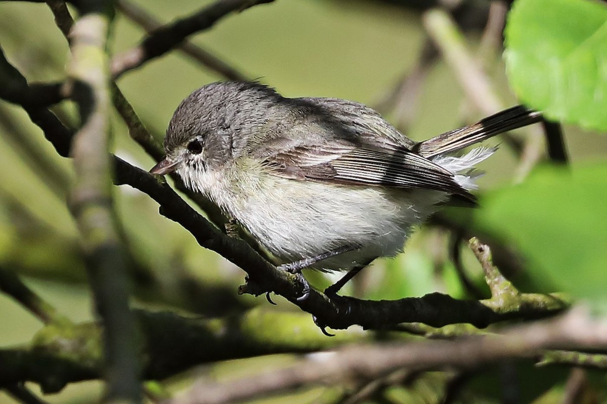 Bell's Vireo - Don Sterba