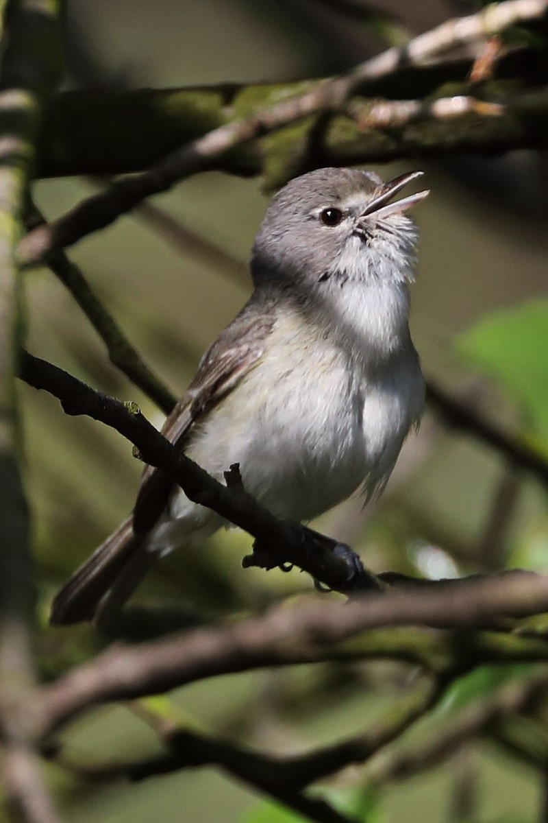 Bell's Vireo - Don Sterba