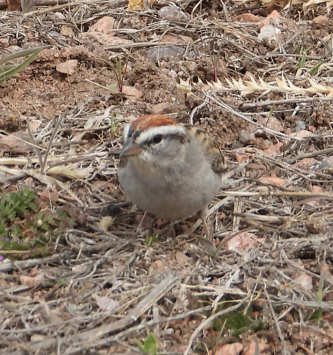 Chipping Sparrow - ML618197244