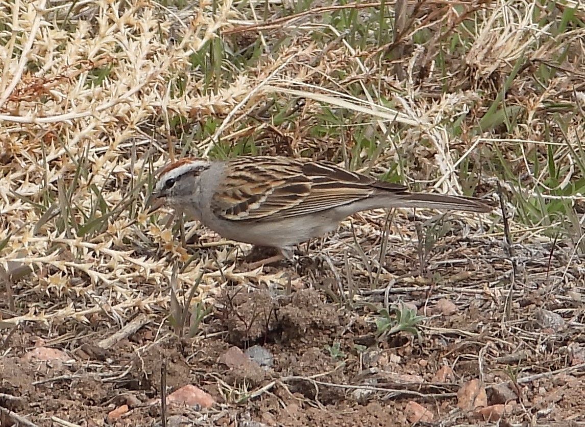Chipping Sparrow - ML618197245