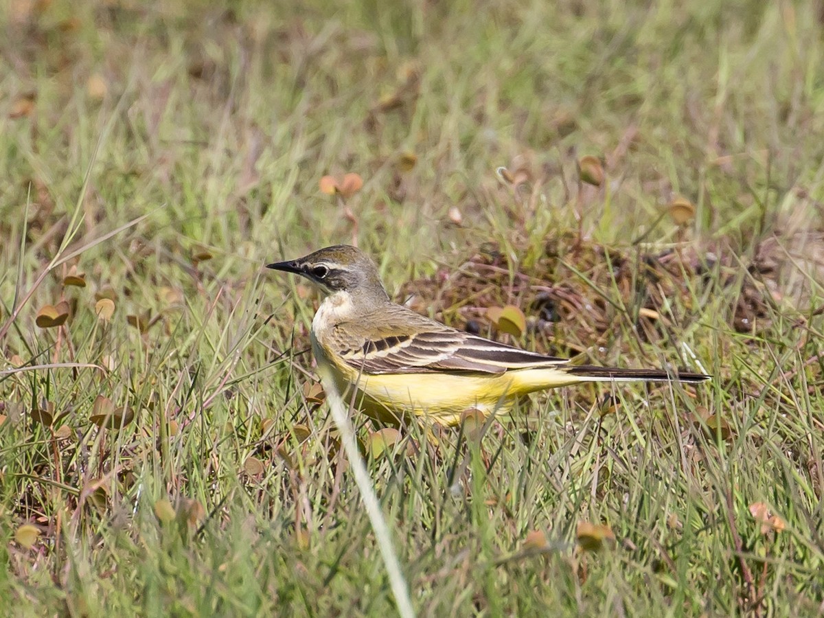 Western Yellow Wagtail - Milan Martic