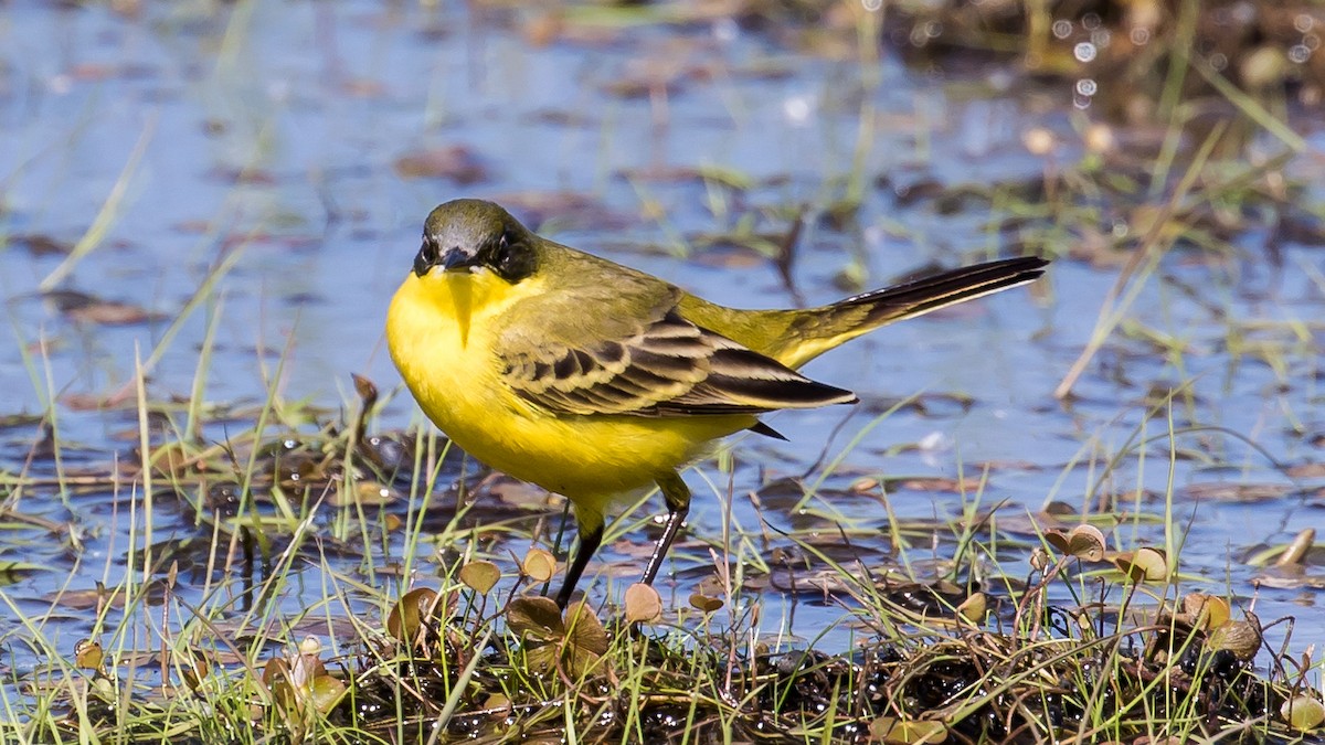 Western Yellow Wagtail - Milan Martic