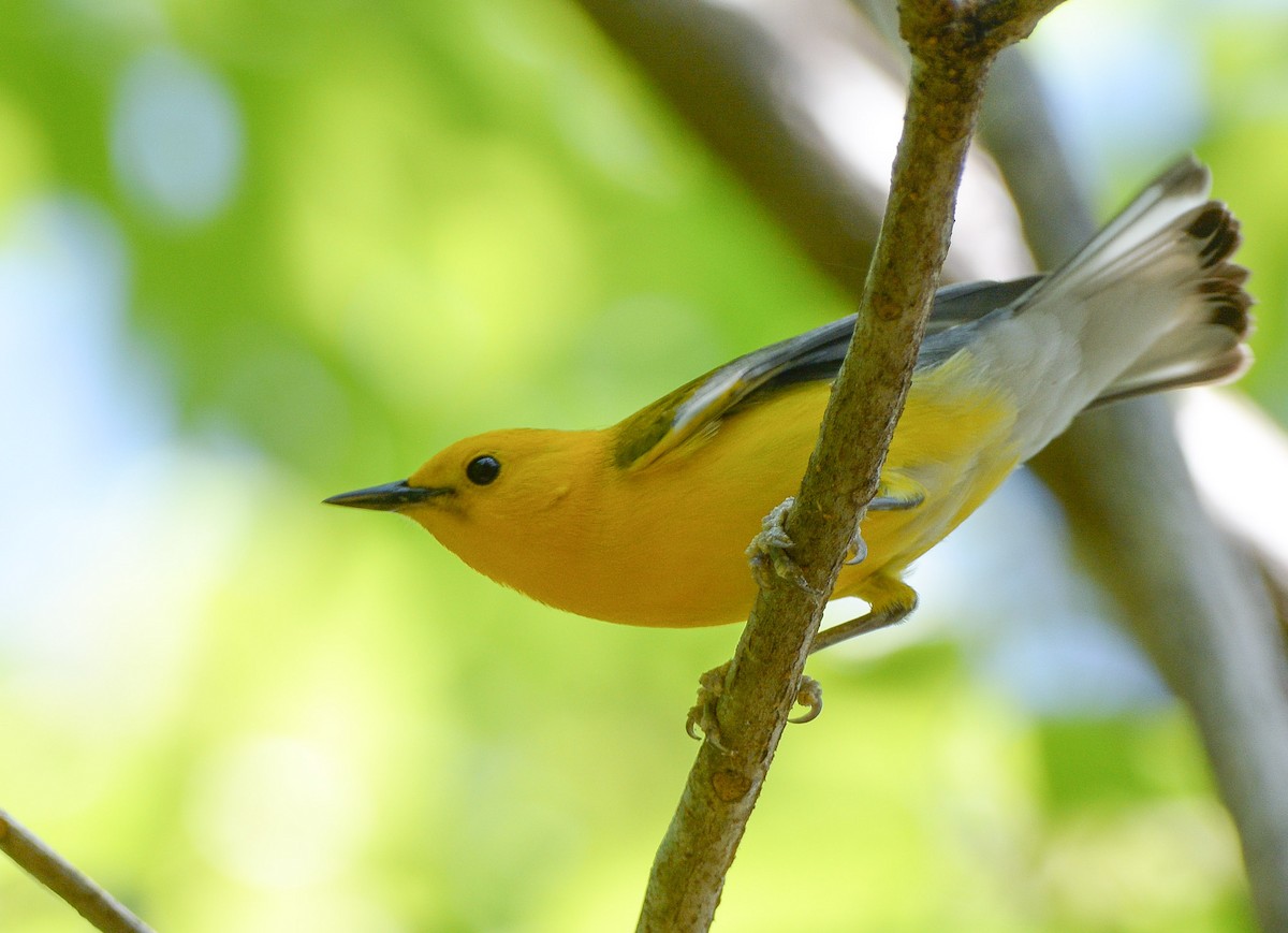 Prothonotary Warbler - ML618197300